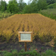 A field of Camelina sativa, or false flax. Image: WIkipedia/Global Quiz
